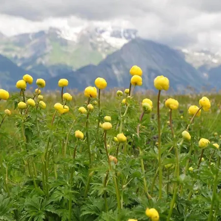 In Veysonnaz Near Lift * Agettes